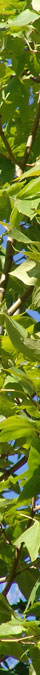 conenex-green-sycamore