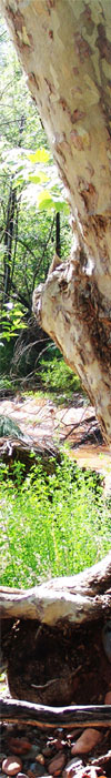 nature-temple-right