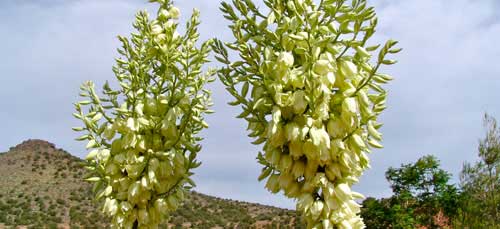 2013-10-yucca