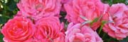 roses-180x60