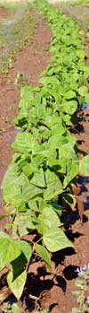 garden-beans