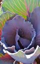 garden-cabbage